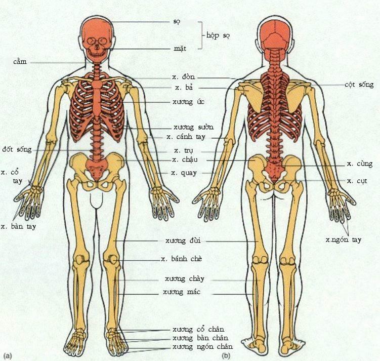 phân loại xương