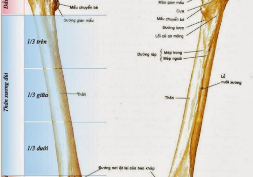 xương dài nhất trong cơ thể