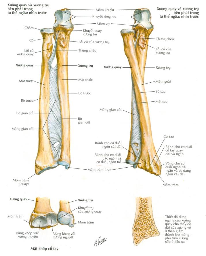 cấu tạo xương trụ