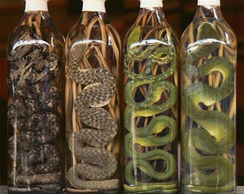 Rượu rắn lục chữa thoái hóa cột sống