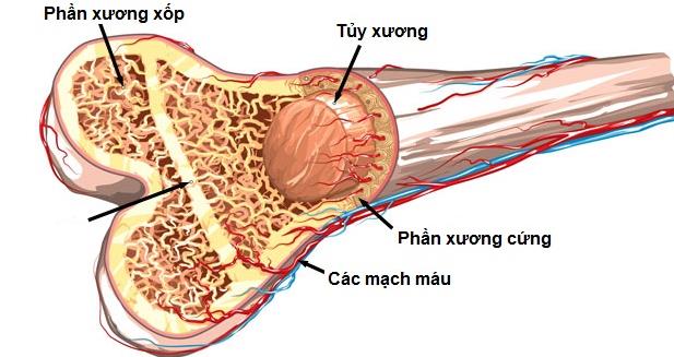 cấu tạo của tủy xương